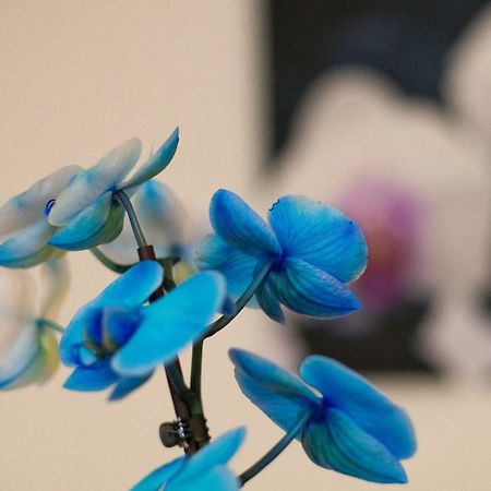 ホテル アート Písek エクステリア 写真